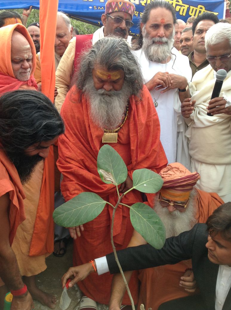 all fill in the soil to plant this tree surrounded by media