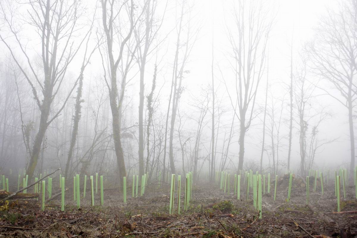 Planting of a thousand young trees in the Žumberak Nature Park 22 November 2014