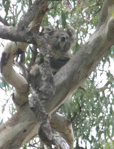 Koala bear