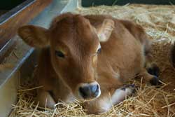 calf